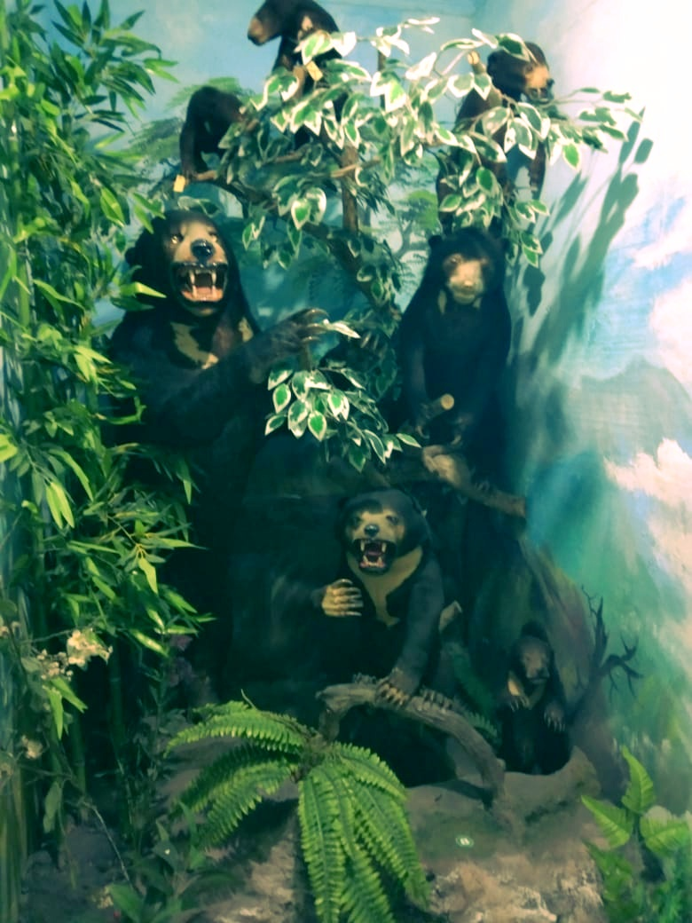 Seen several collections of several pictures of Animal Collections in the Grace Museum Gallery