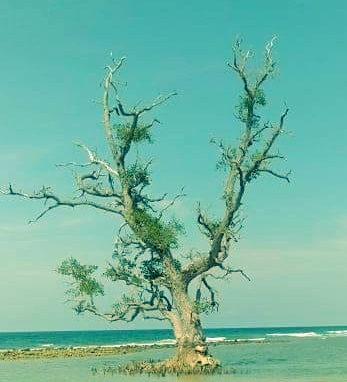Pictures of trees and the atmosphere of the beach are so shady and beautiful