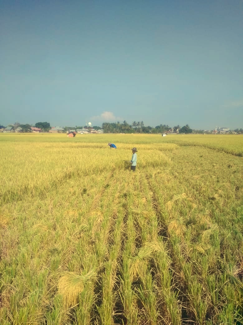 Image Photo of farmers when they want to harvest rice.