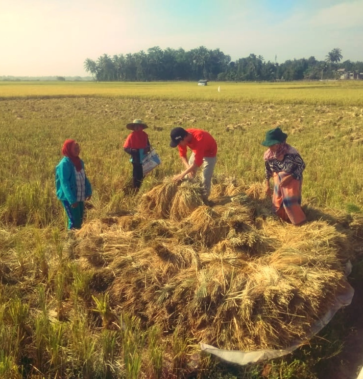 corona hit the country, Not discouraging farmers to harvest rice, Sigli. Aceh Indonesia