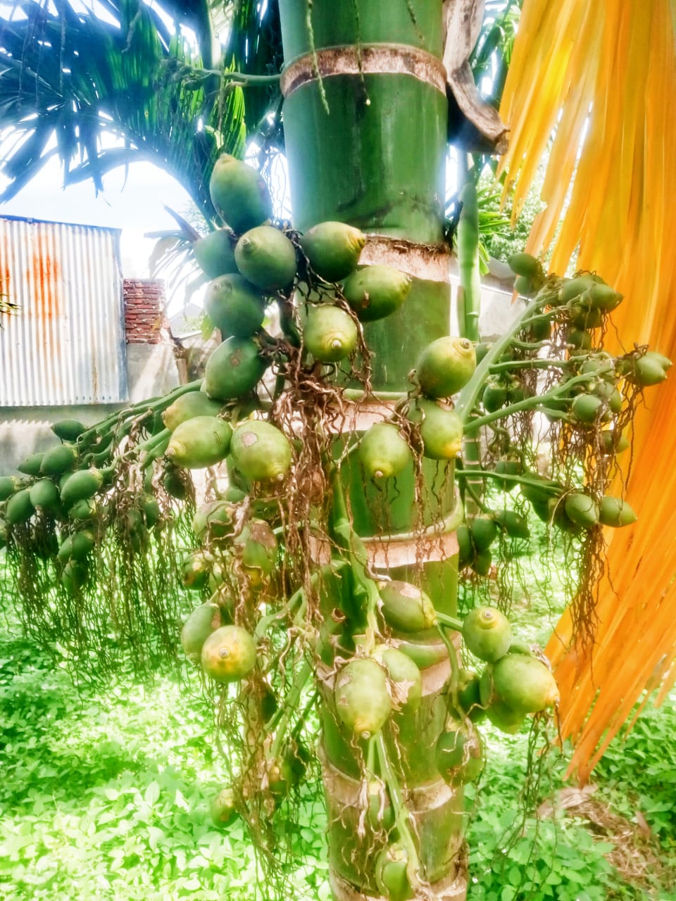 Grafted Results: Areca Trees Grow And Bear Fruit. Sigli, Aceh Indonesia