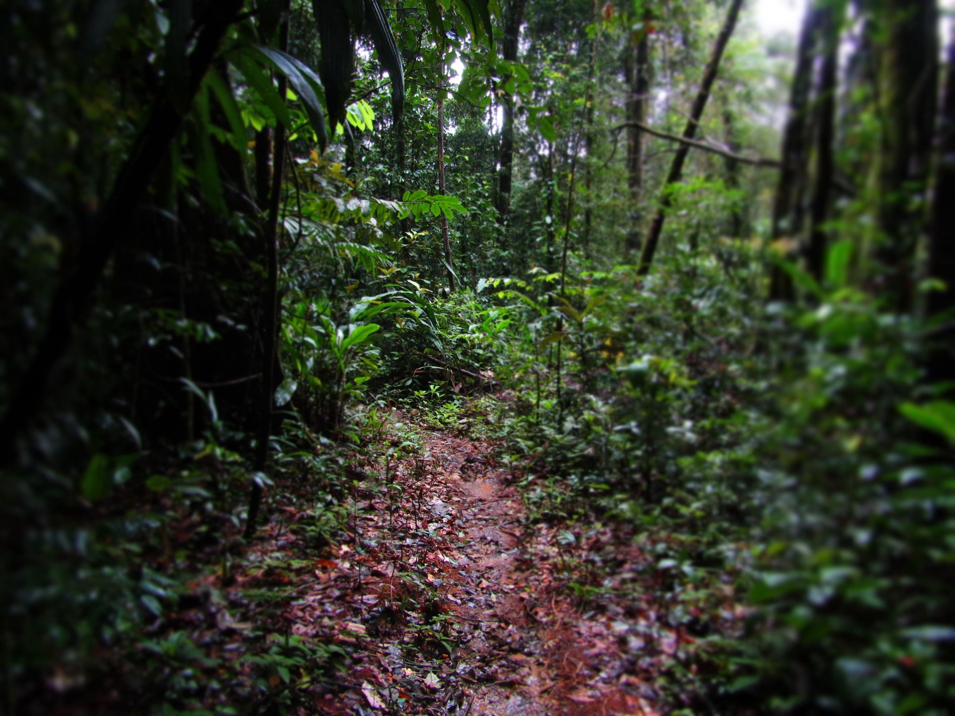 Le Sentier du Molokoi - French Guiana