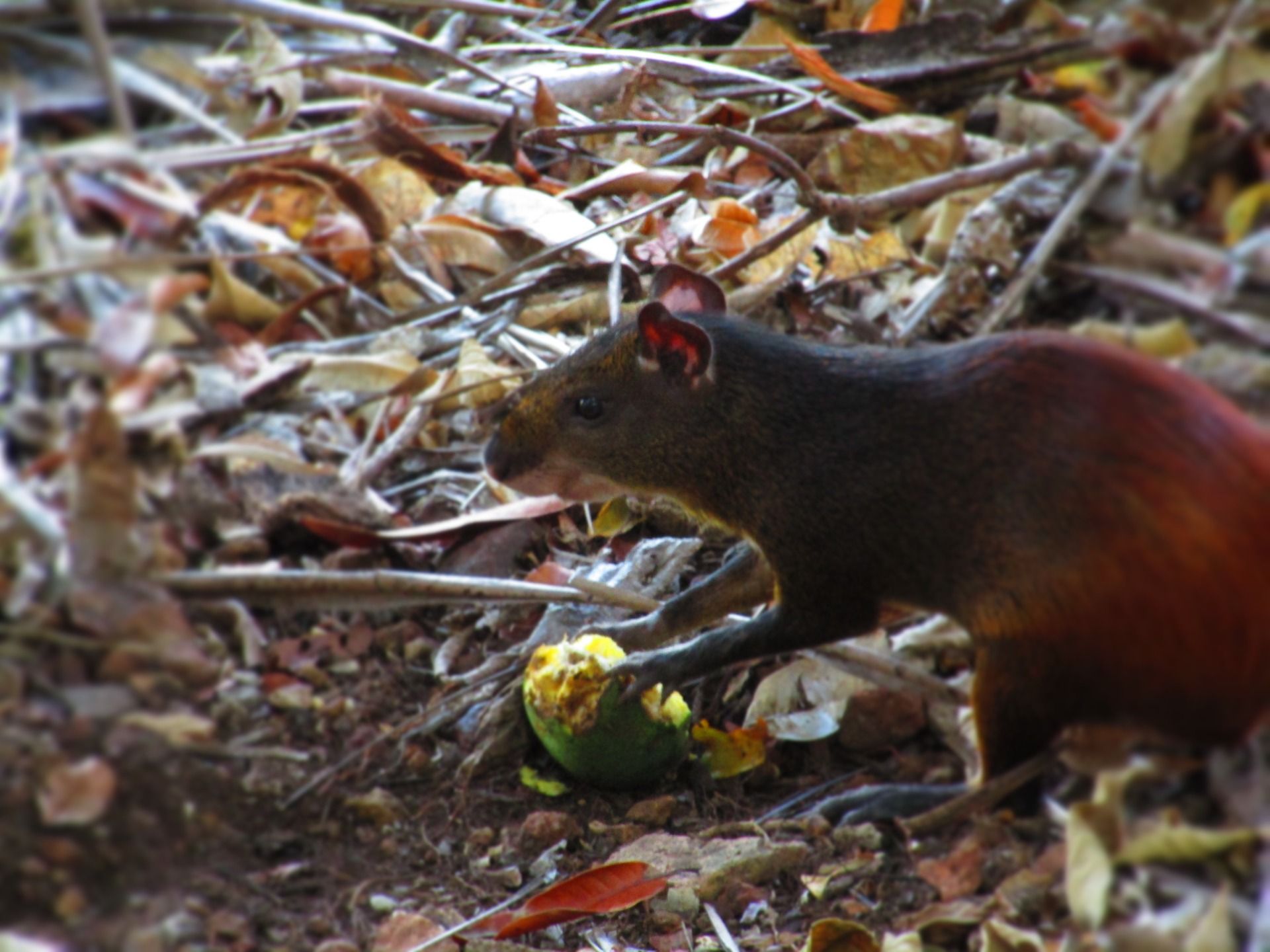 L’agouti