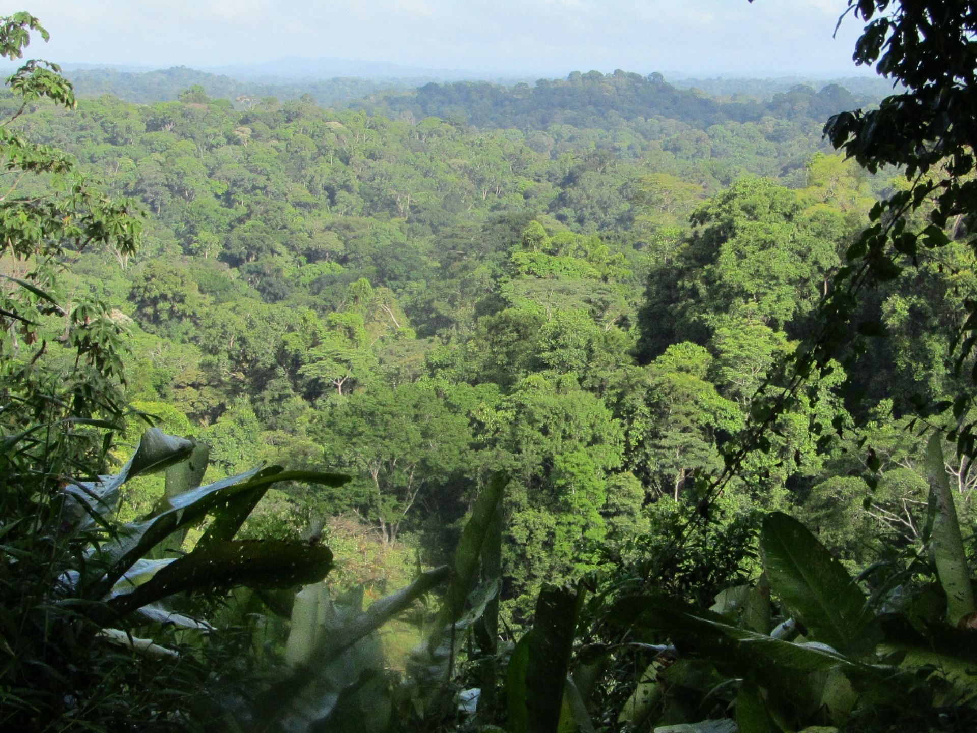 Saül, a little pearl in the Amazon