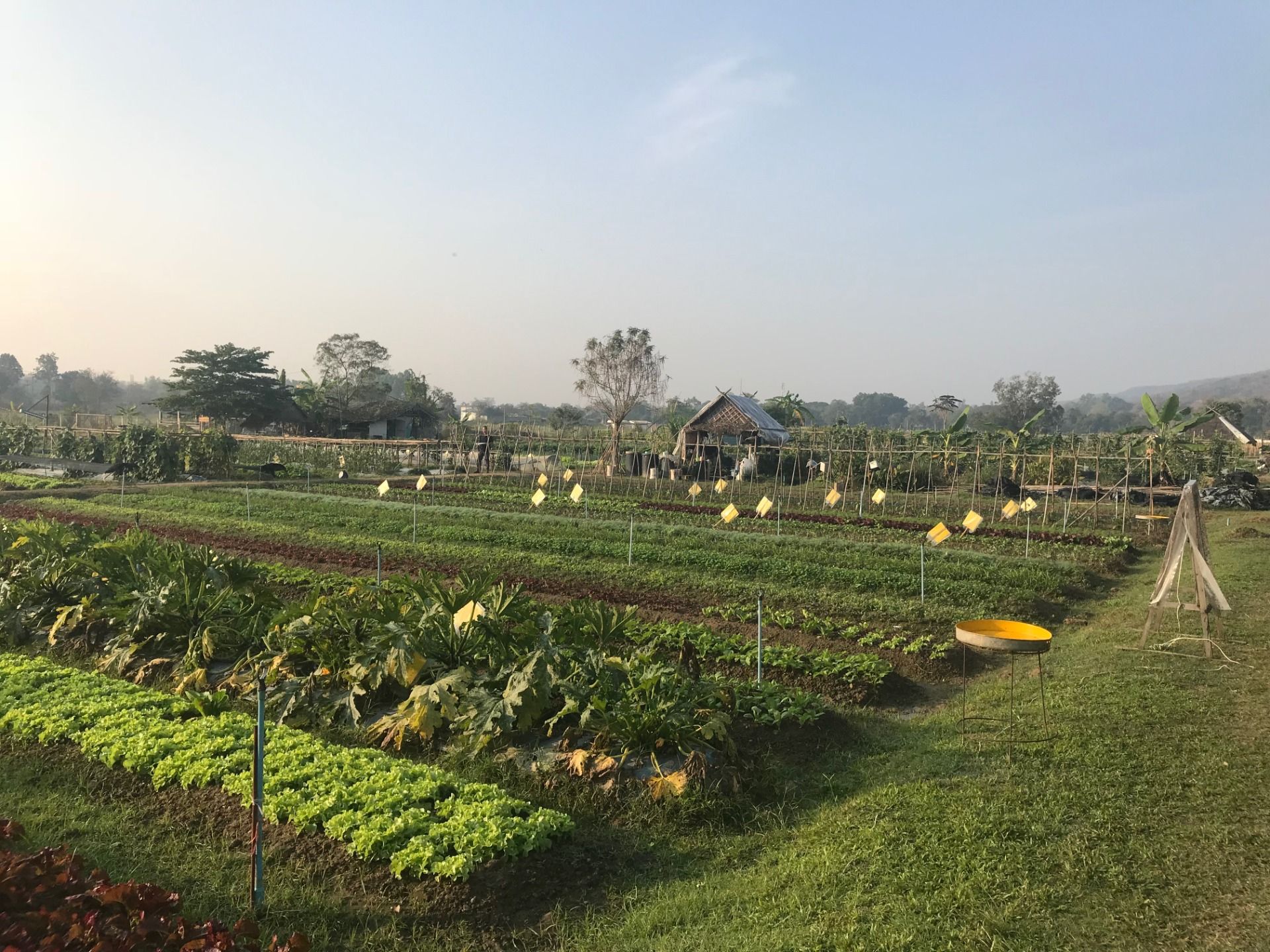 Going to Local Farm // Chiang Mai