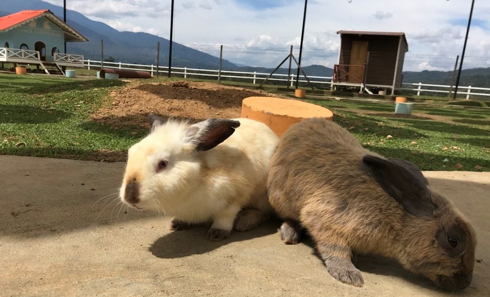 JOURNEY TO RABBIT TERRITORY 