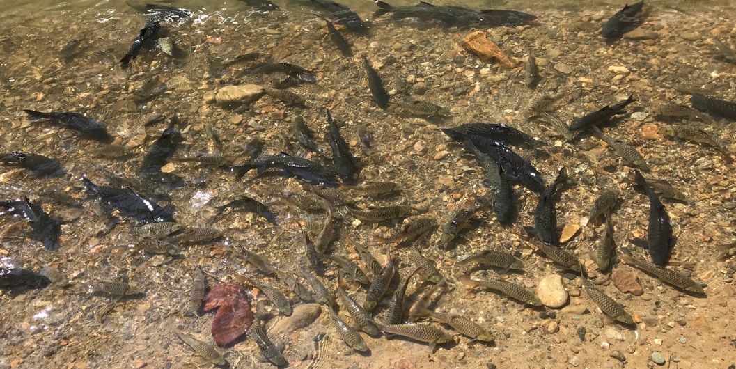 JOURNEY TO FISH TERRITORY - TAGAL AT KG. LUANTI BARU // TRAVEL IN SABAH