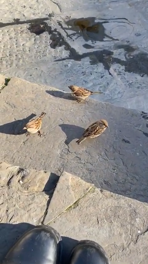 Tiny birds on the steps of the Basilica di San Lorenzo