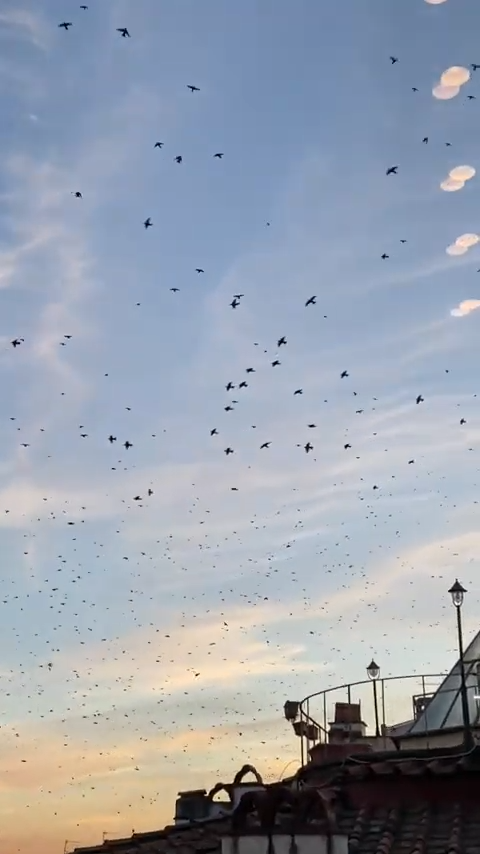 Starling murmuration, outside my window (I promise I shall acquire a better photo of one in the future)