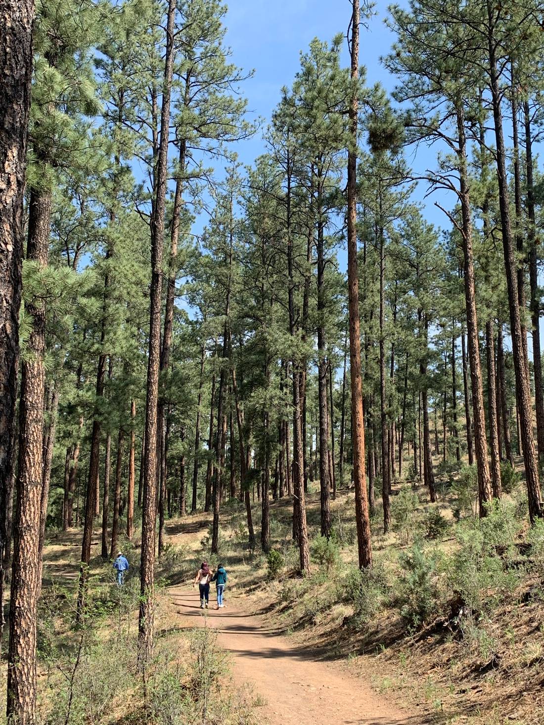Medium trail at Smokey Bear Ranger District in Ruidoso, NM