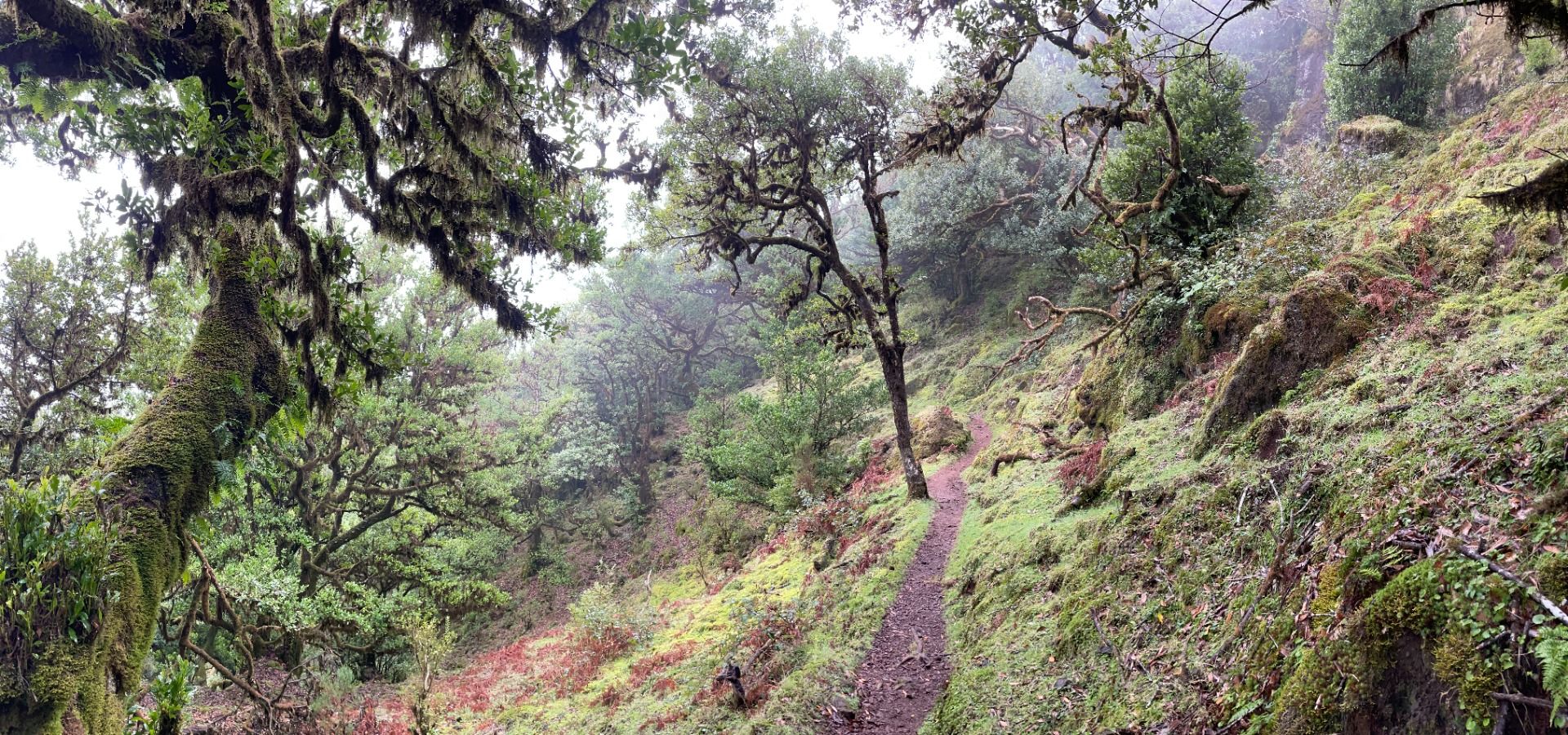 Madeira - Travel diary: Day 2 - Forest of Fanal