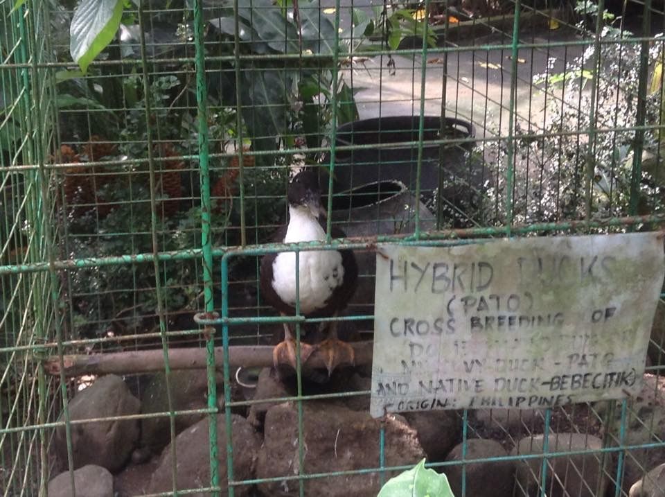 Hybrid ducks (cross-breeders)