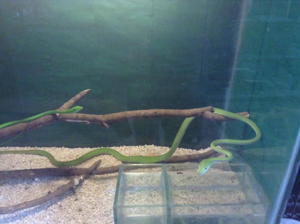 The light green snakes!