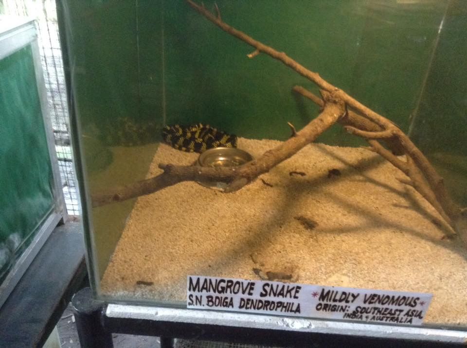 The mangrove snake (mildly venomous)