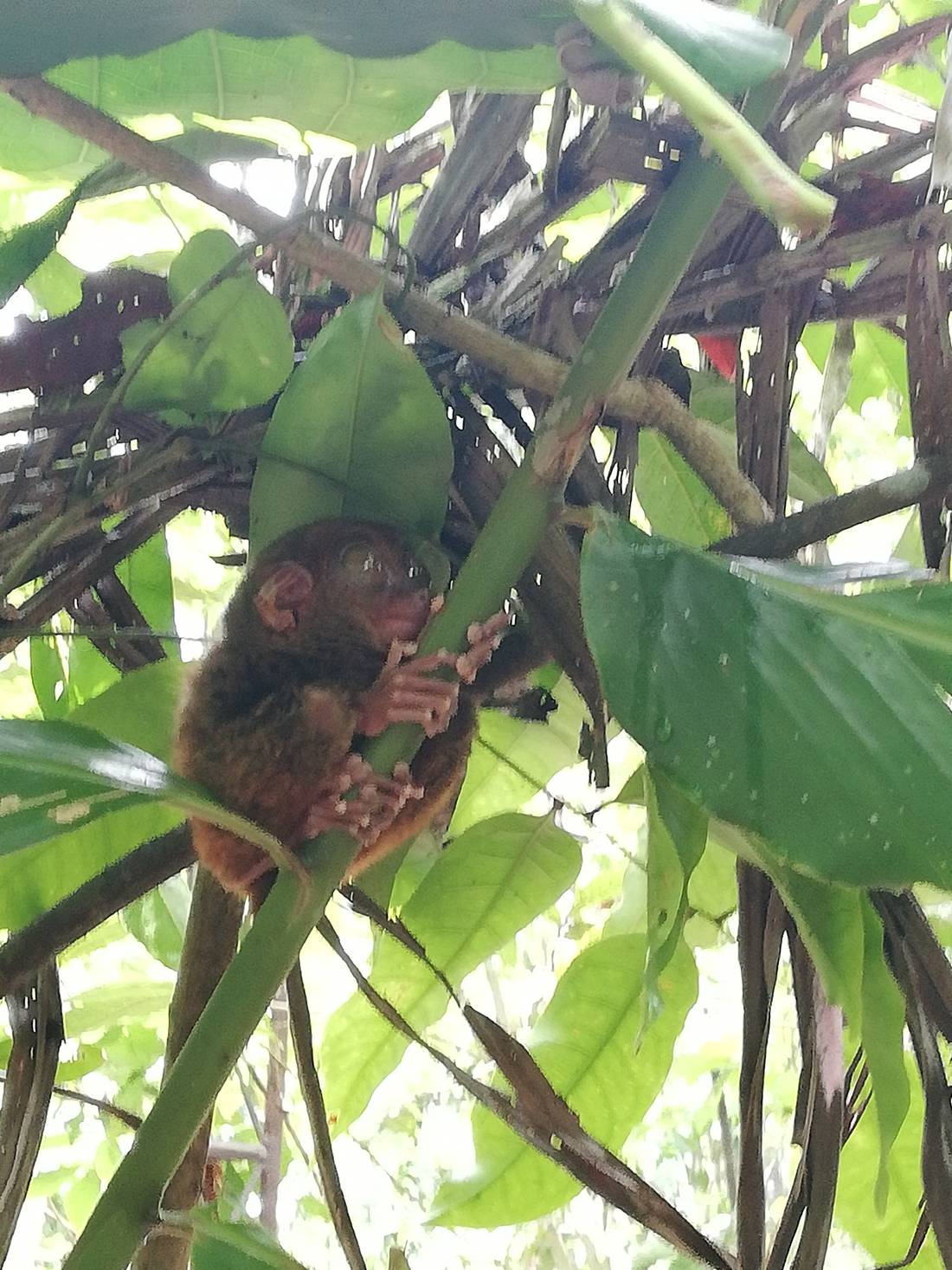 A closer look at one of the Philippines’ endangered species, the Tarsier. Only in Bohol.