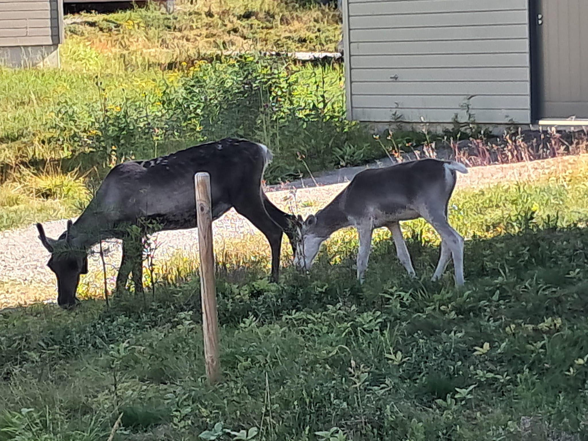 Getting close to Reindeer's in Kuusamo, Finland