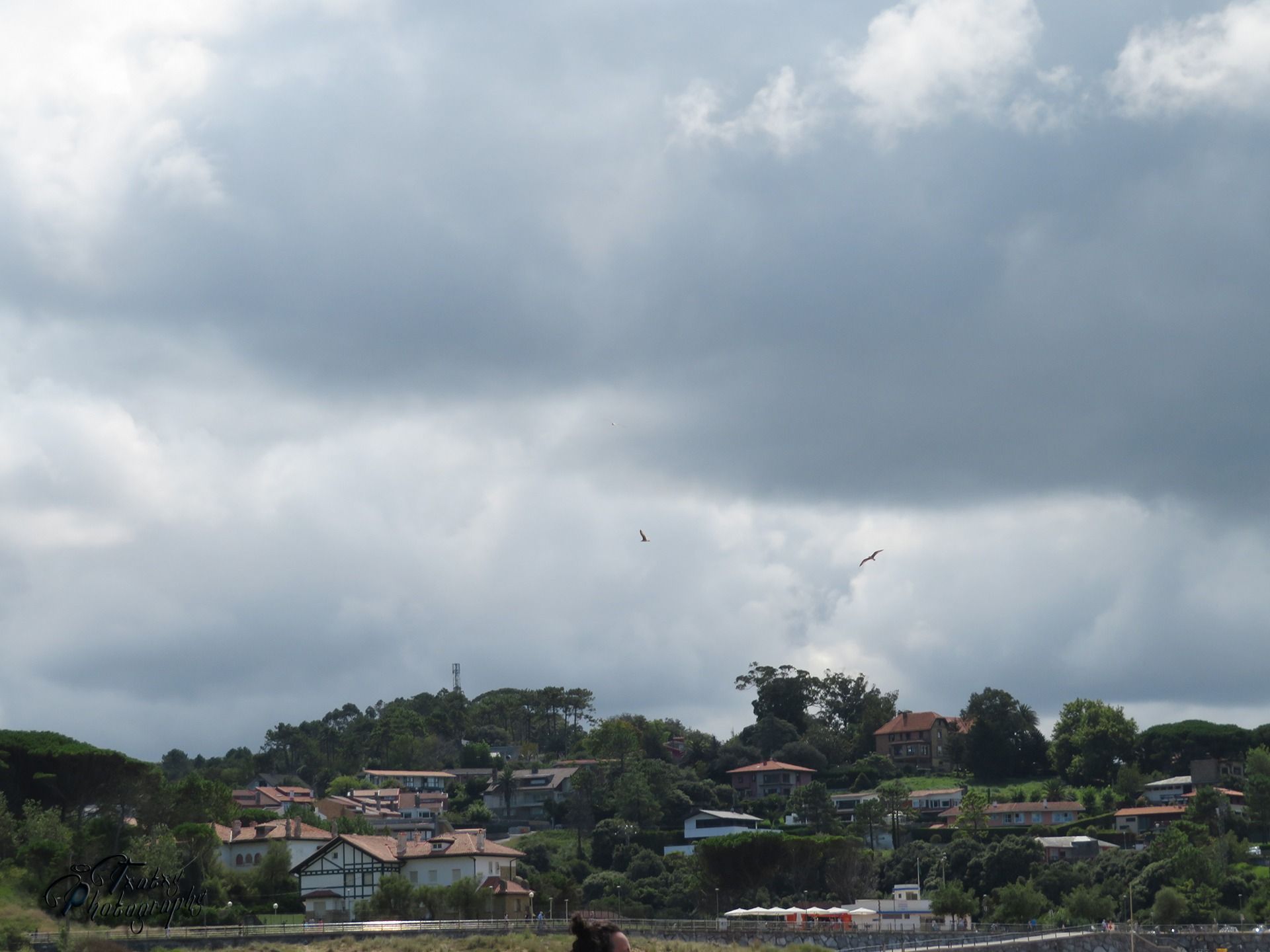 the flight of the seagulls