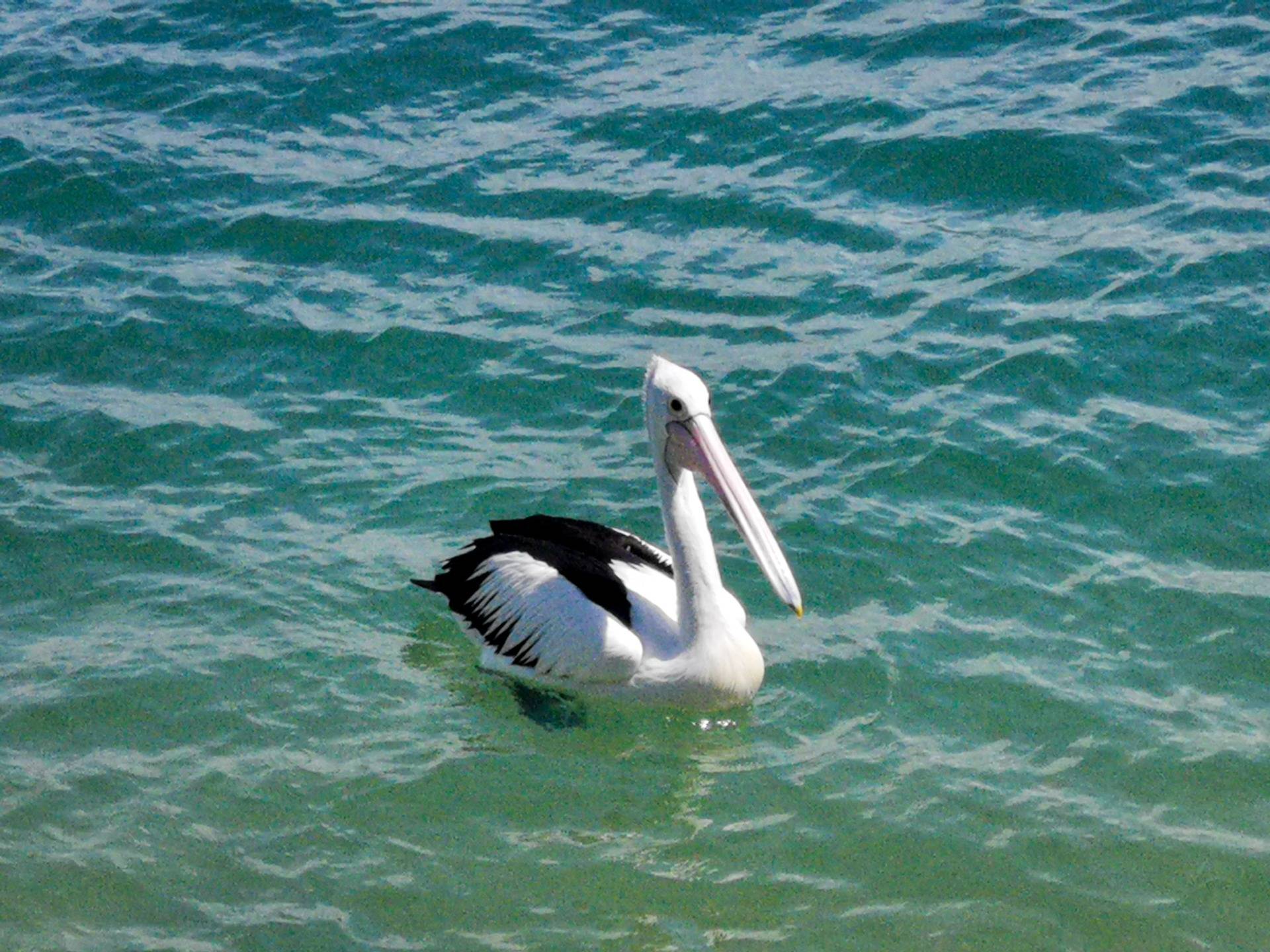 Mr pelican 