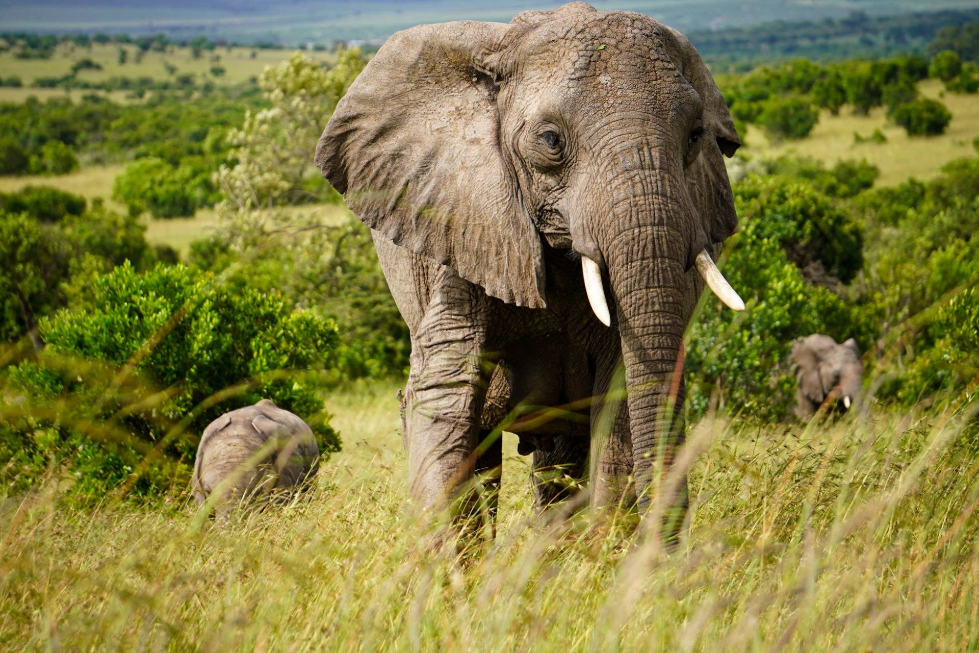 Elephant herd in the Masai Mara Kenya