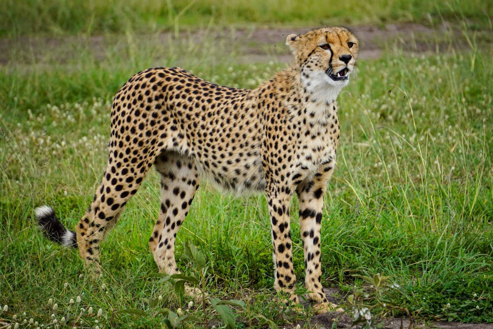Cheetah hunt in the Masai Mara Kenya.