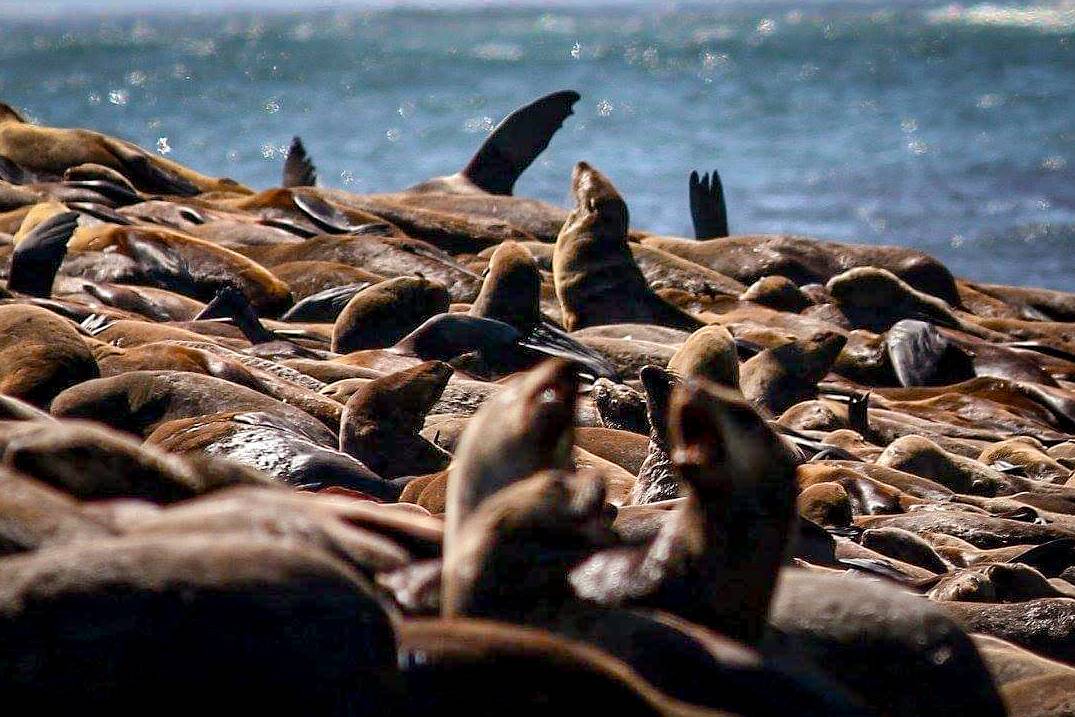 Seal Island South Africa. 