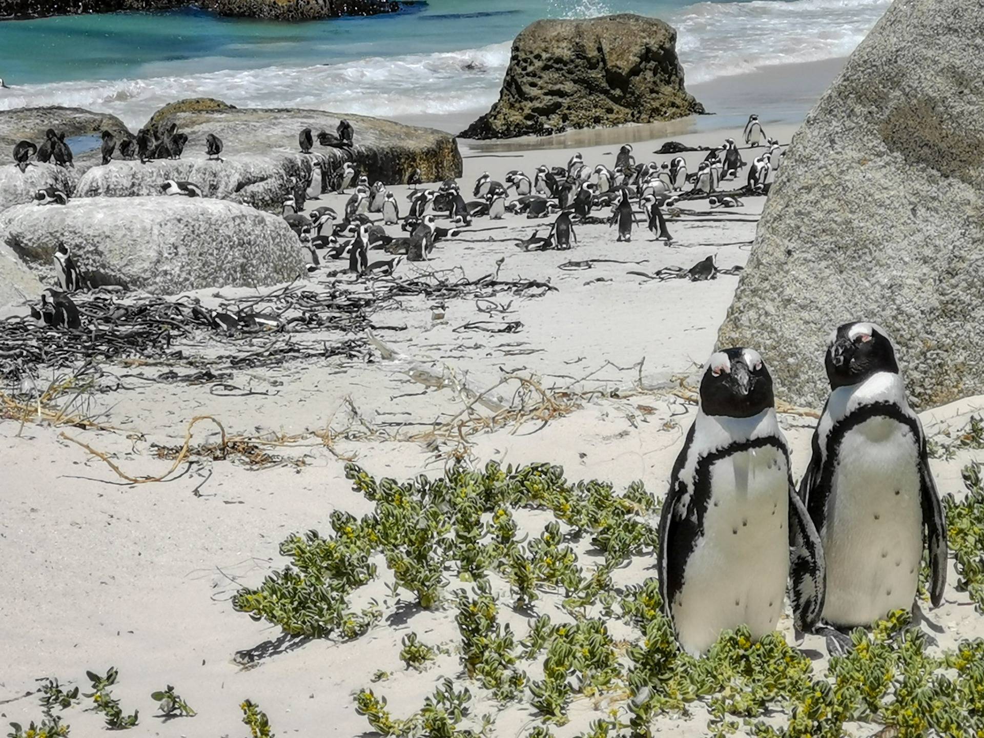 Penguins at Boulders Beach, Cape Town - South Africa.
