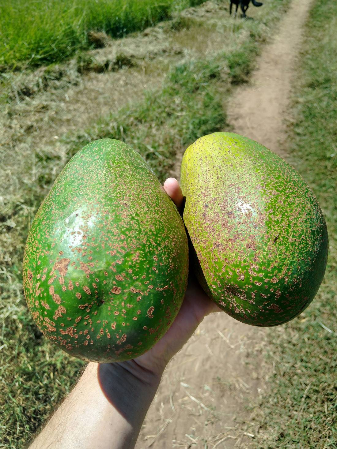 Organic Avocados