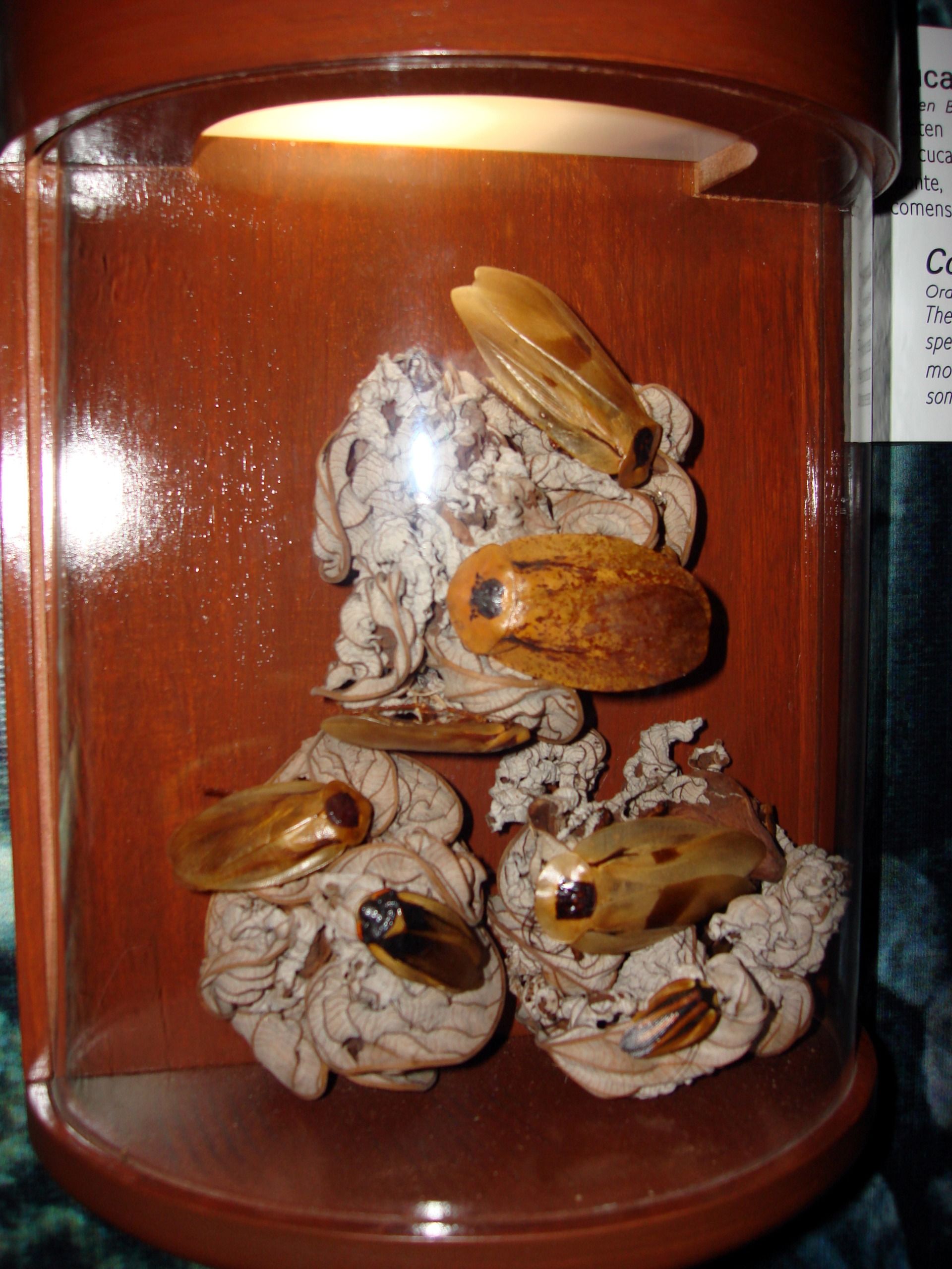 super sized cockroaches
