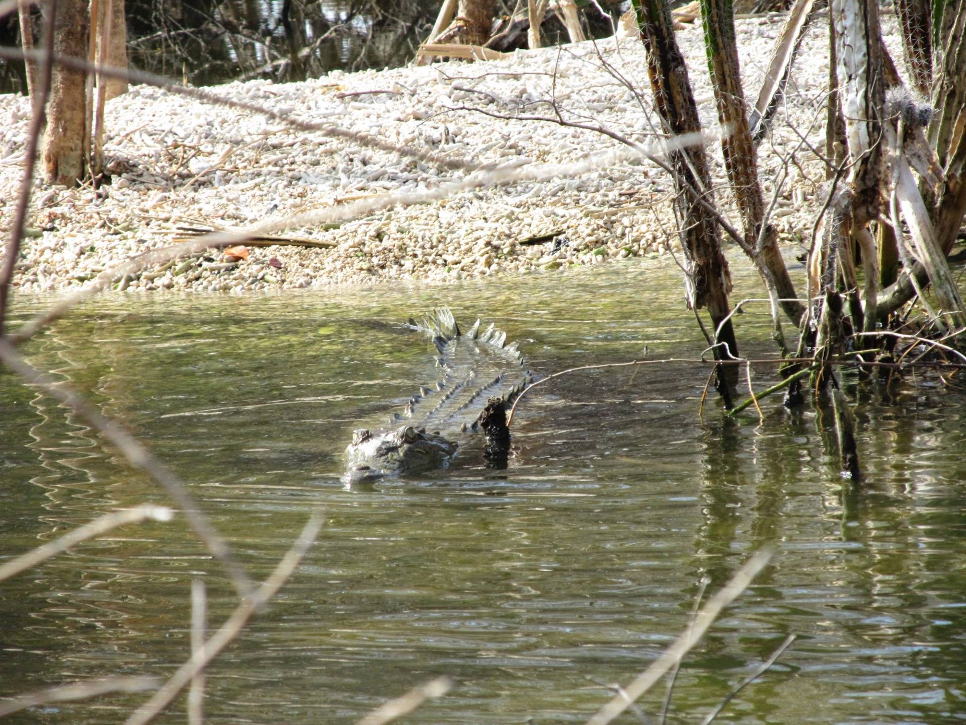 Krokodyl wygrzewający się na brzegu daje nura do wody, gdy tylko próbujemy się do niego zbliżyć