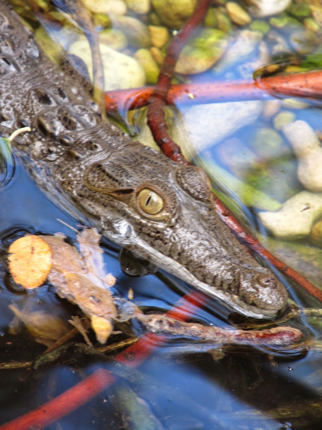 Ten młody osobnik chyba lubił być fotografowany - słodkie maleństwo wielkości ludzkiego przedramienia spokojnie leżało w płytkiej wodzie. Nieopodal pewnie czuwała jego matka.