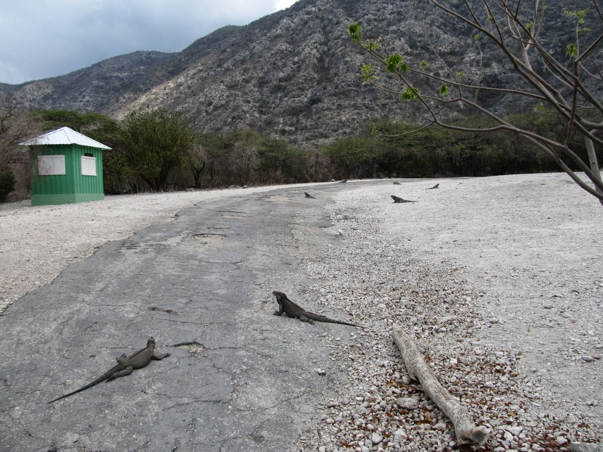 Iguany wygrzewające się w słońcu