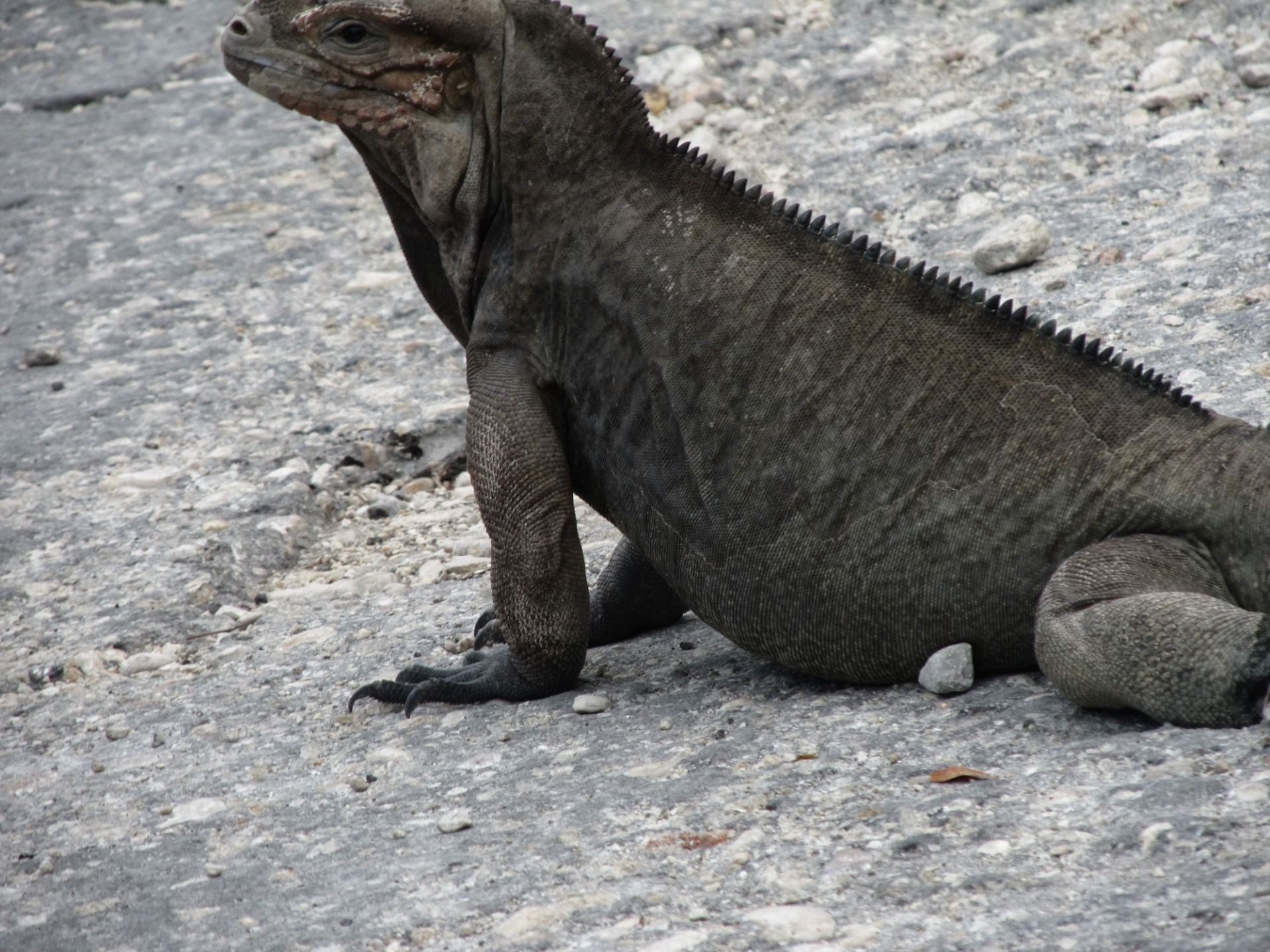 Zwróćcie uwagę na ich potężne pazury