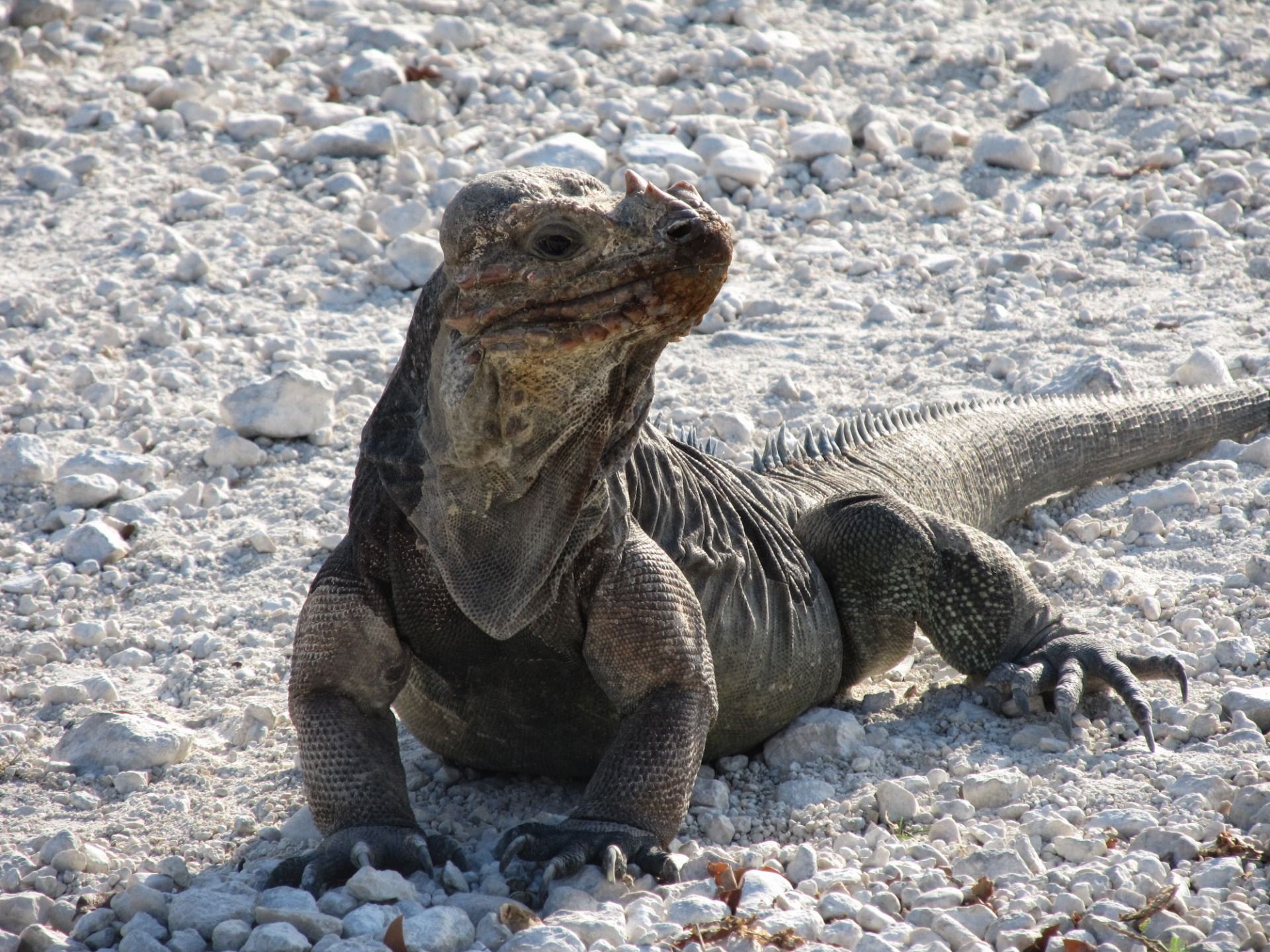 Raczej nie boją się ludzi i dają się fotografować
