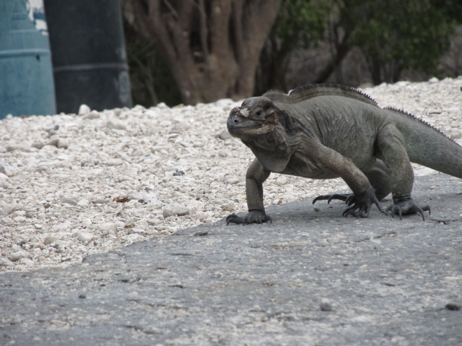 Zazwyczaj wygrzewały się w słońcu, tylko z rzadka przechadzając się ”kaczym” krokiem