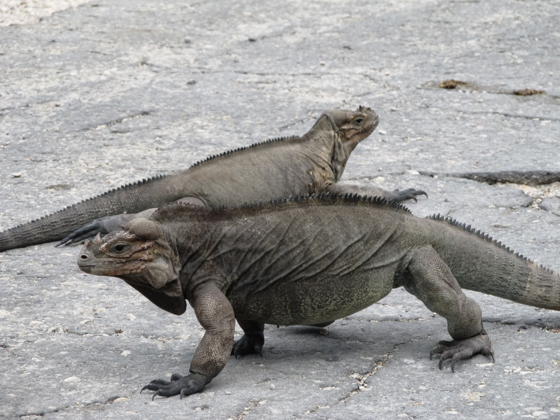 Wyglądały jak smoki z poprzedniej epoki