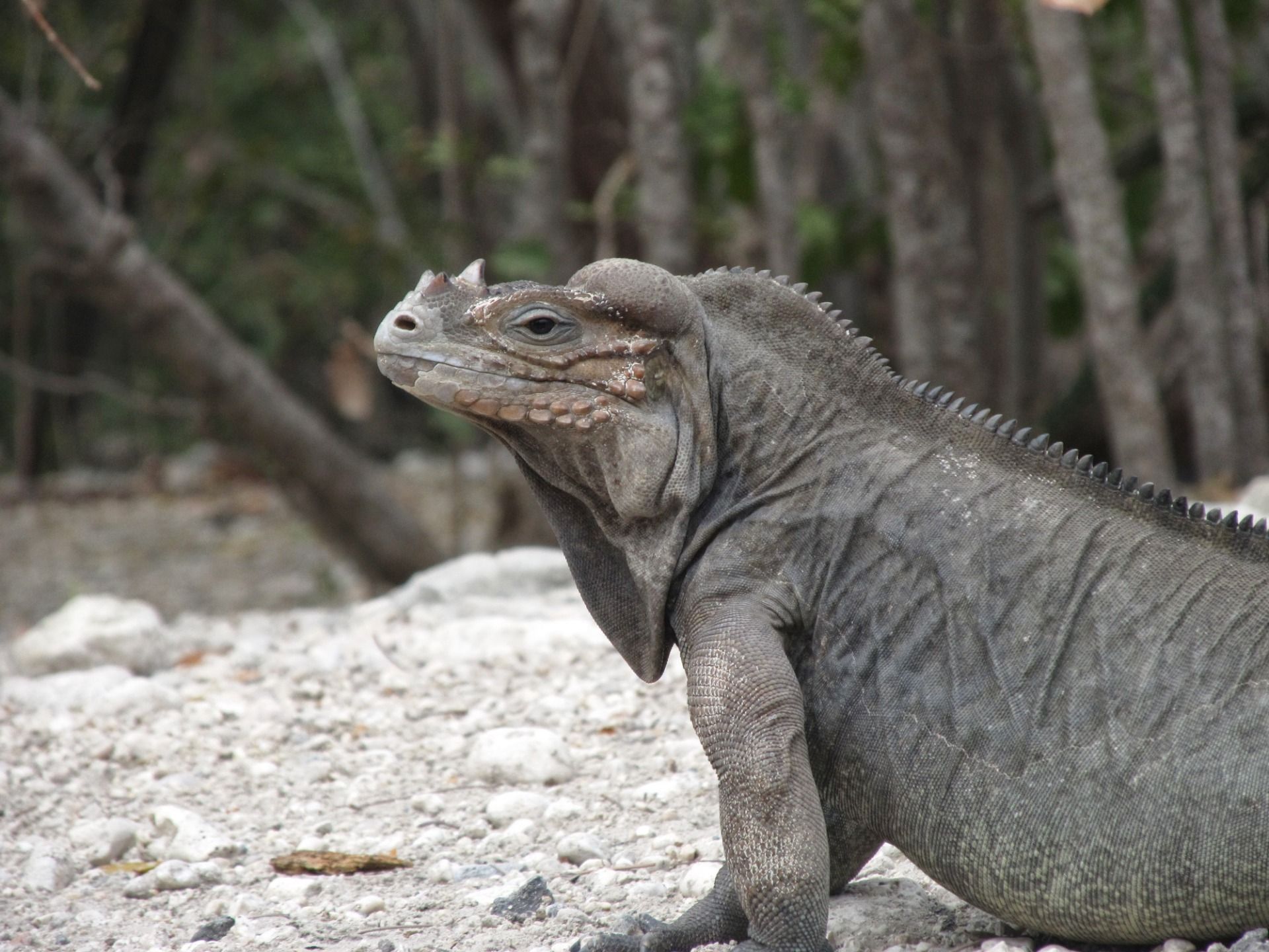 Tu kolejny z tych twardoskórych osobników