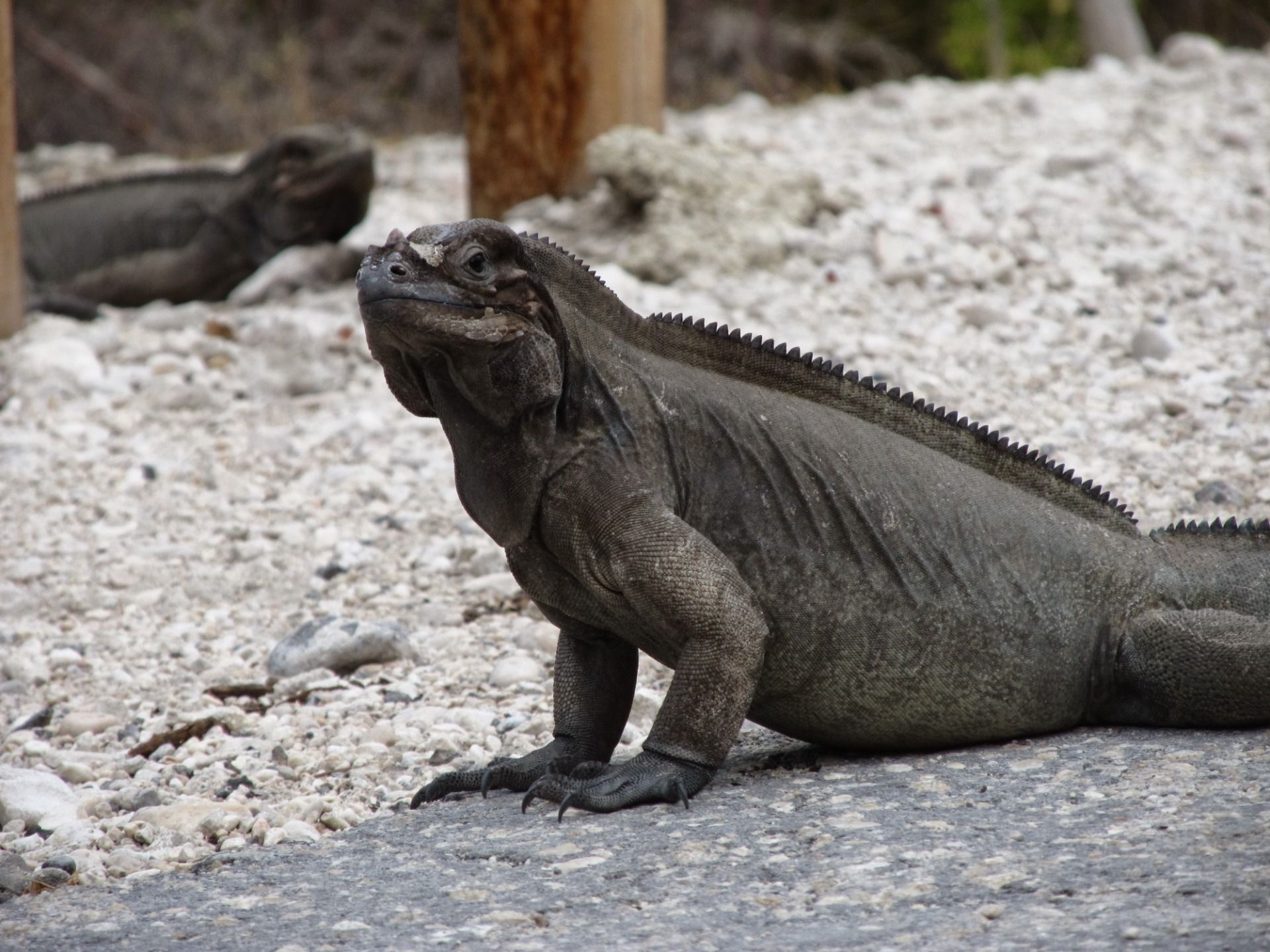 By po chwili ponownie zastygnąć w bezruchu