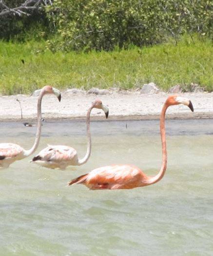Flamingi na Laguna de Oviedo (Dominikana z plecakiem #64)