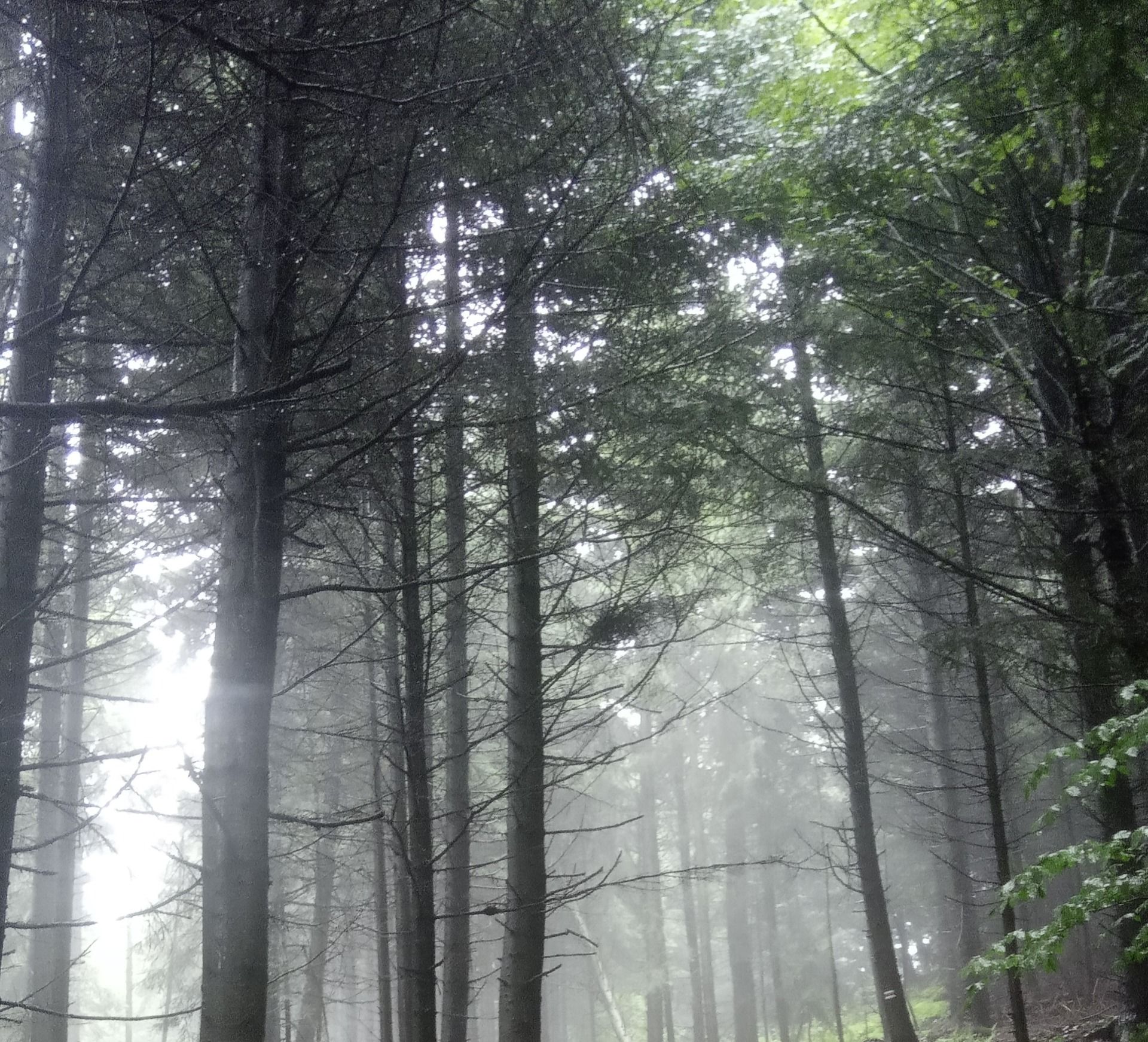 GSB (11) - Chata Kordowiec - Kościenko i samoobsługowe pokoje gościnne nad Dunajcem