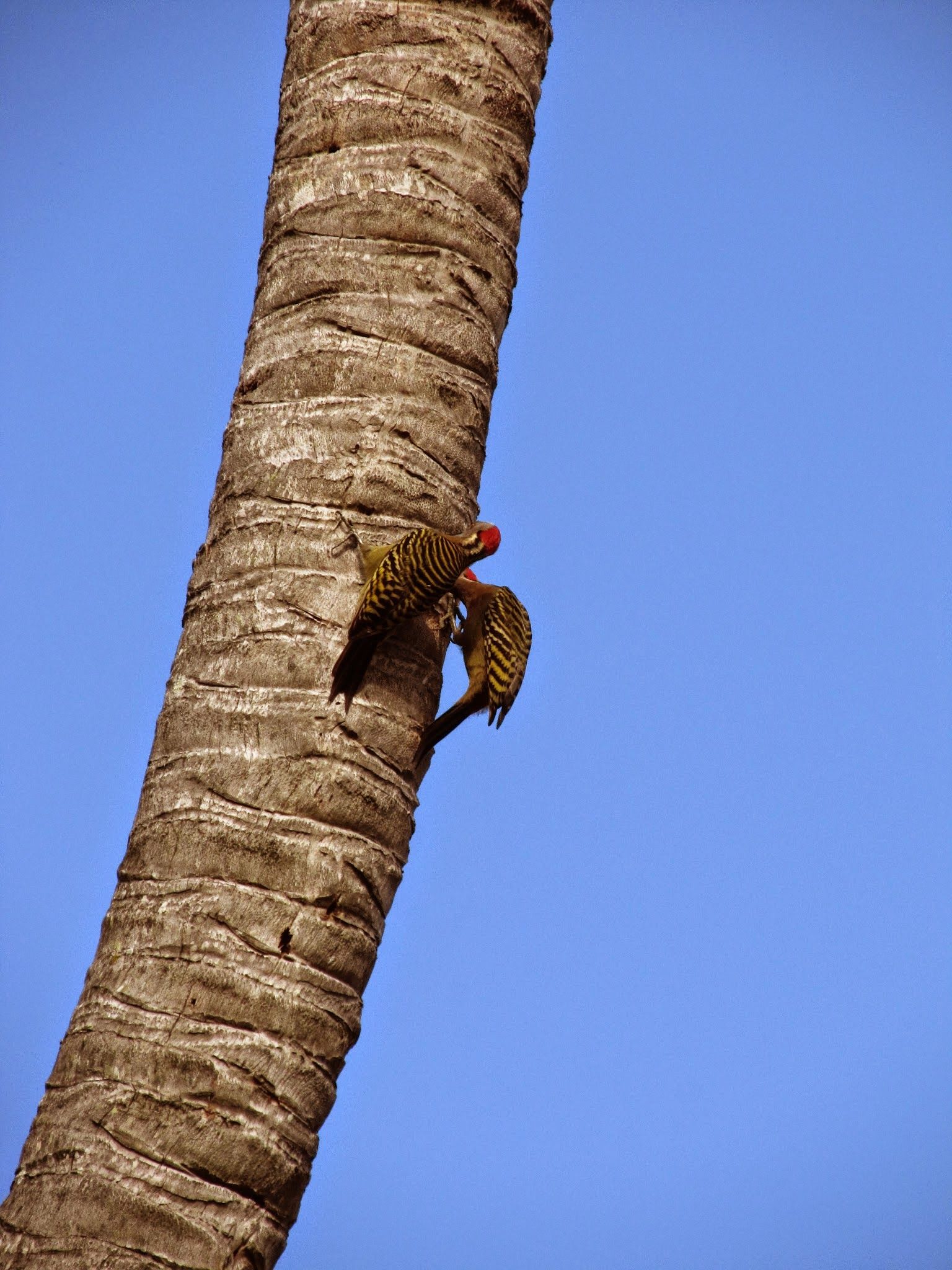 Wykupiona wycieczka czy zwiedzanie na własną rękę (Dominikana z plecakiem #8)