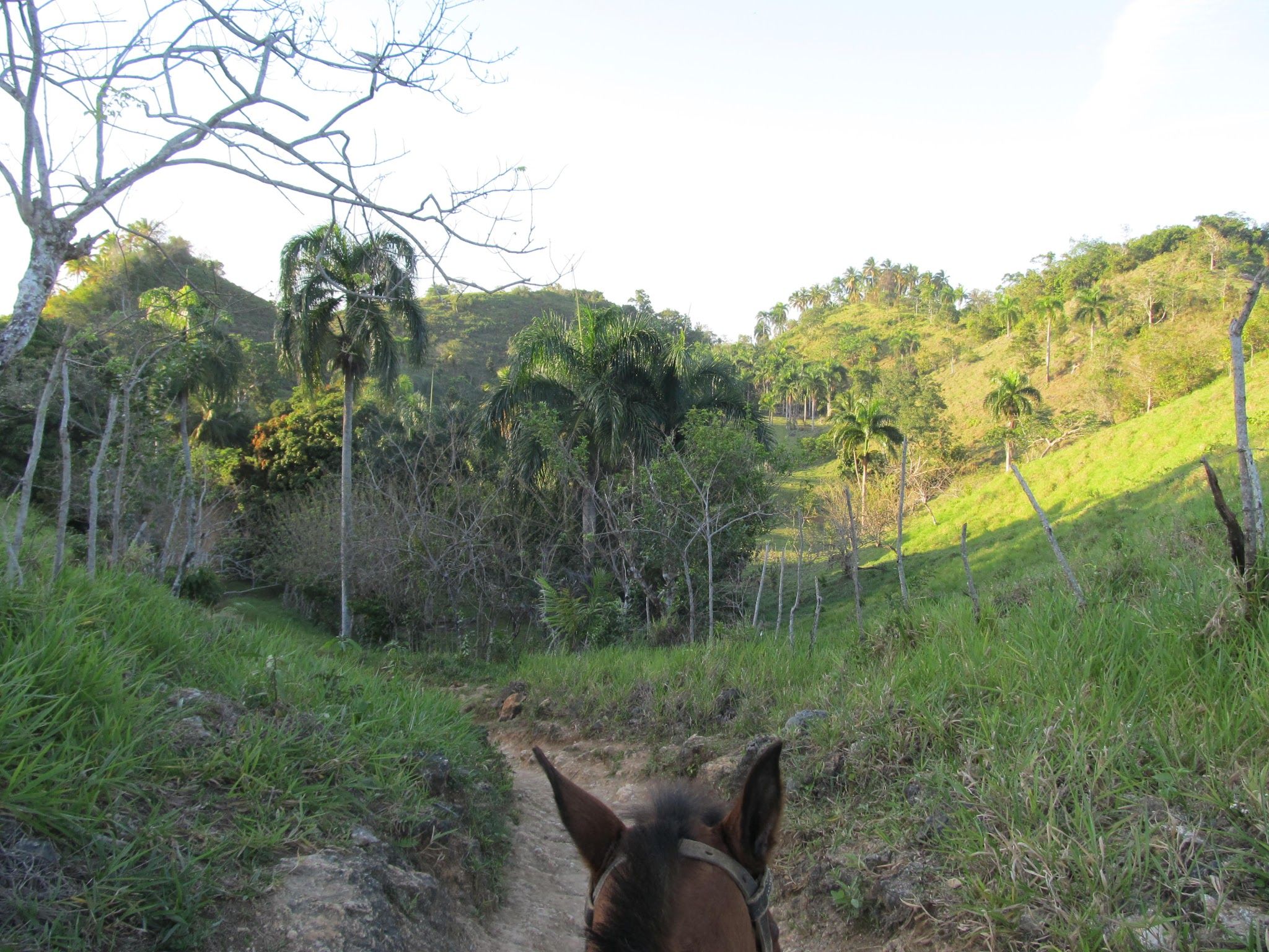 Panie, to daleko, tylko konno dacie radę - Wodospad El Limon (Dominikana z plecakiem #18)