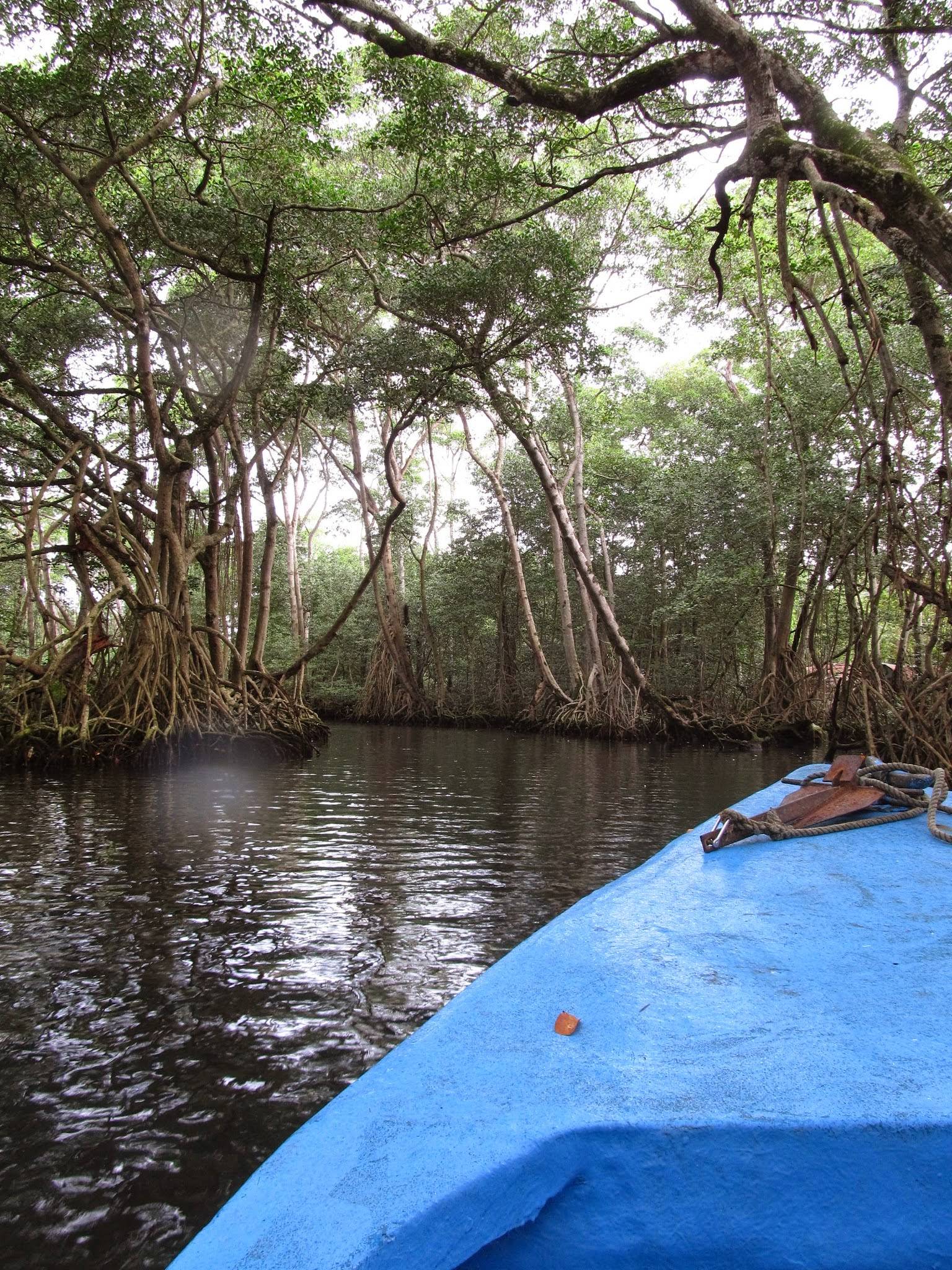 W gąszczu mangrowców (Dominikana z plecakiem #25)