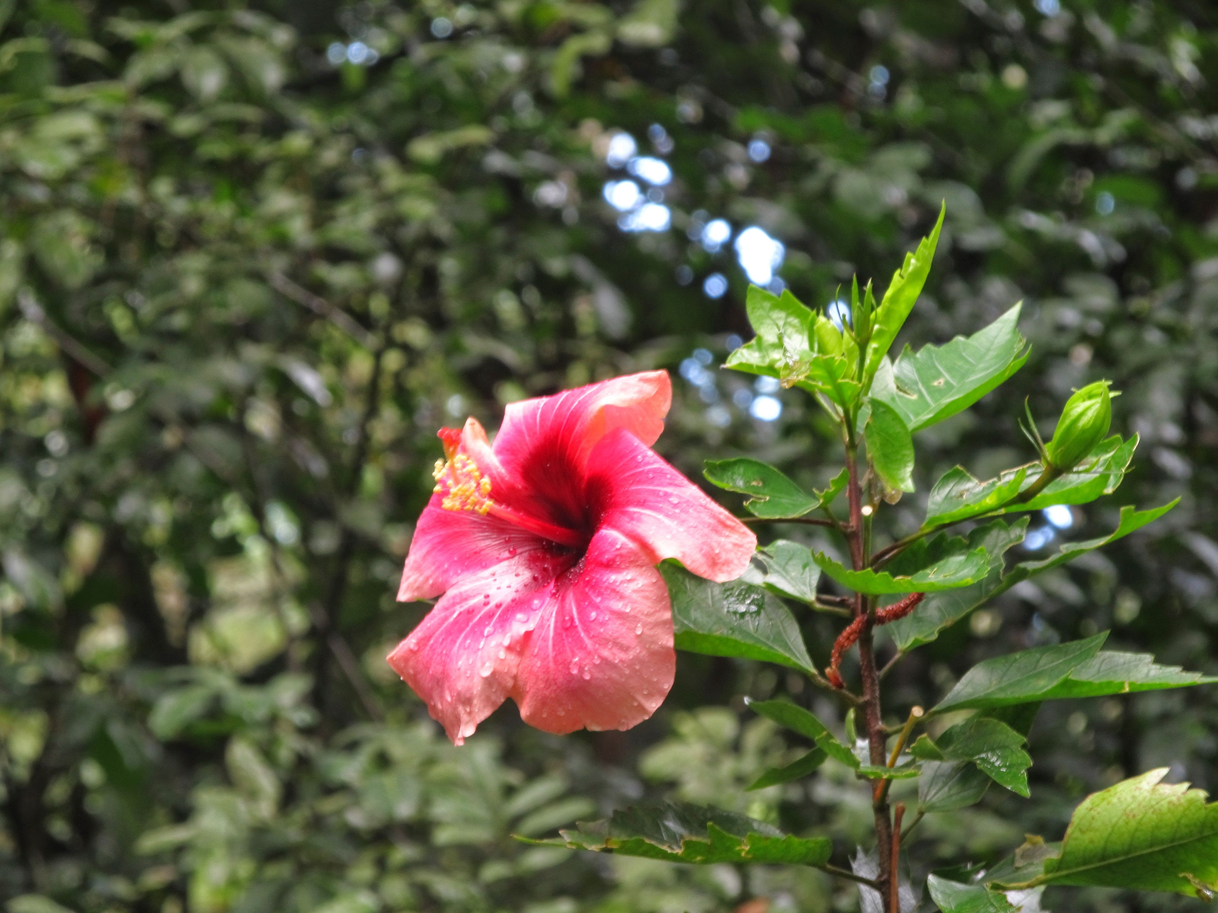 Pico Isabel de Torres (Dominikana z plecakiem #29)