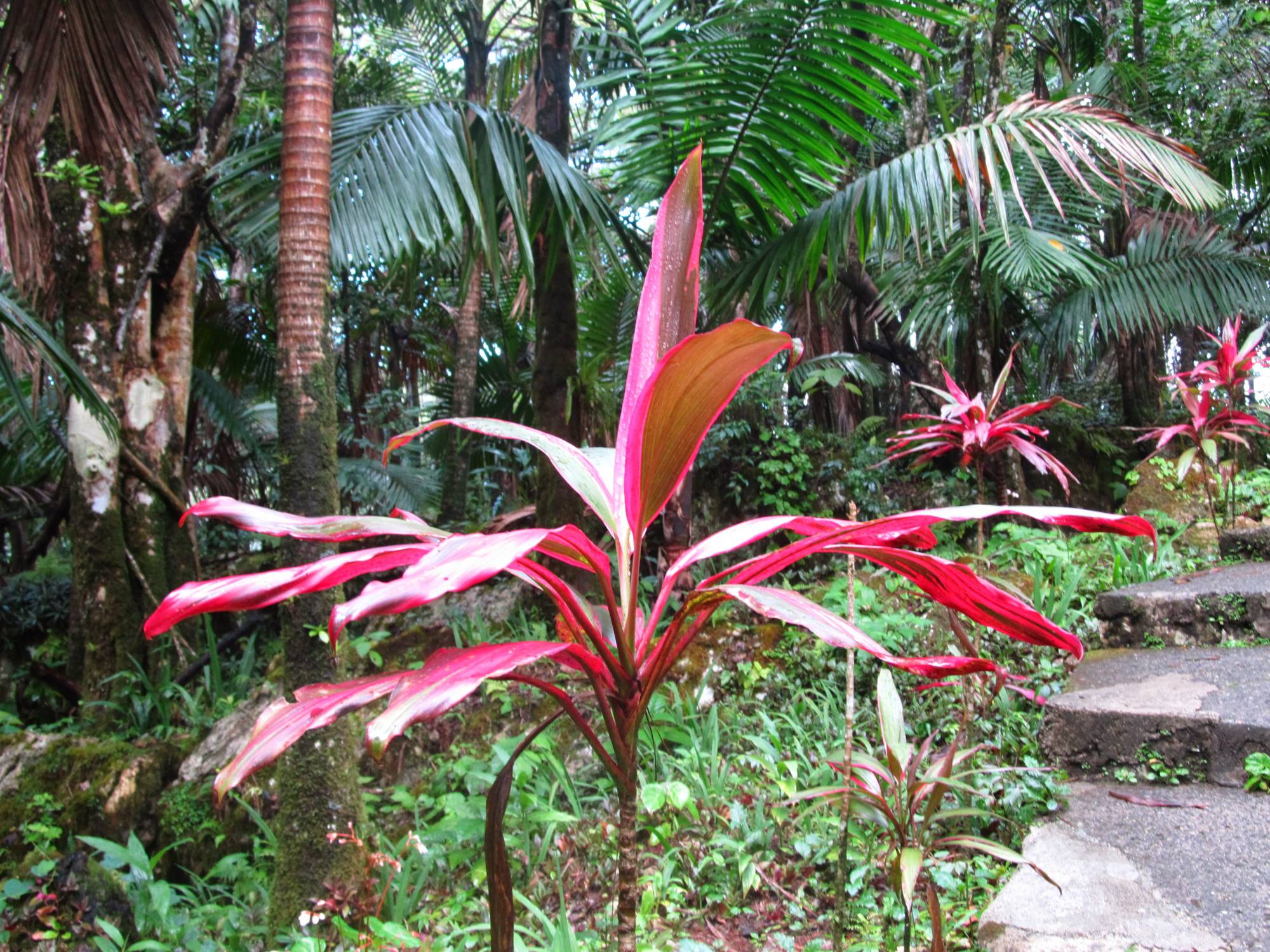 roślinność ogrodu botanicznego na Pico Isabe de Torres