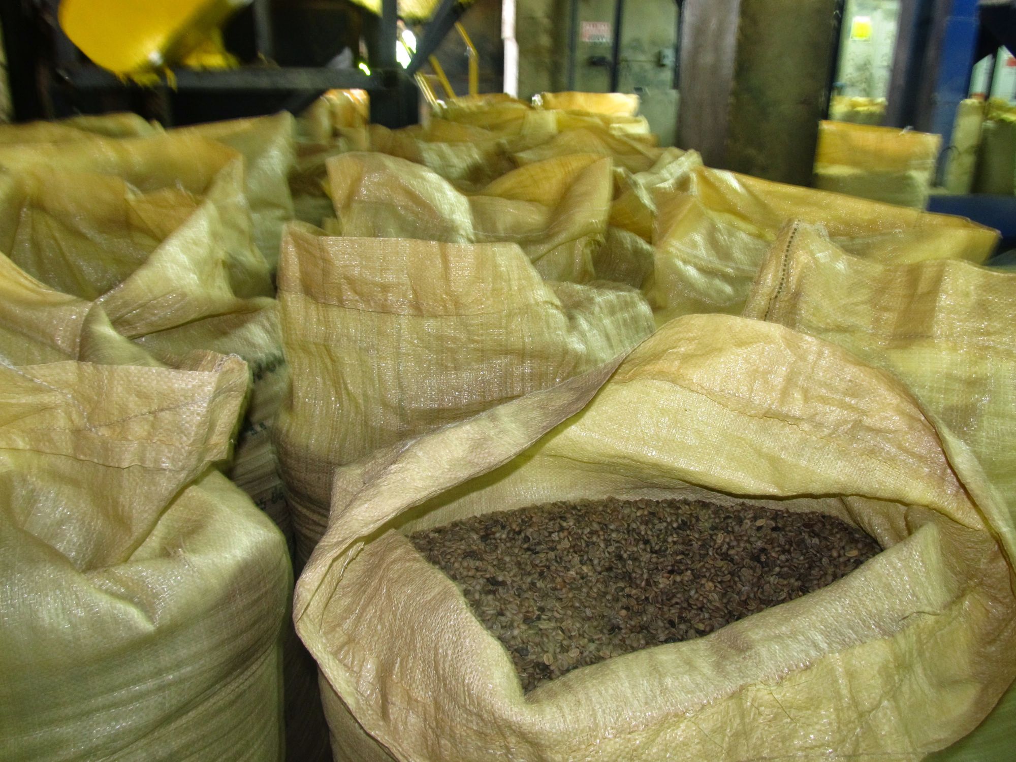 Jeden z wielu worków kawy w fabryce.