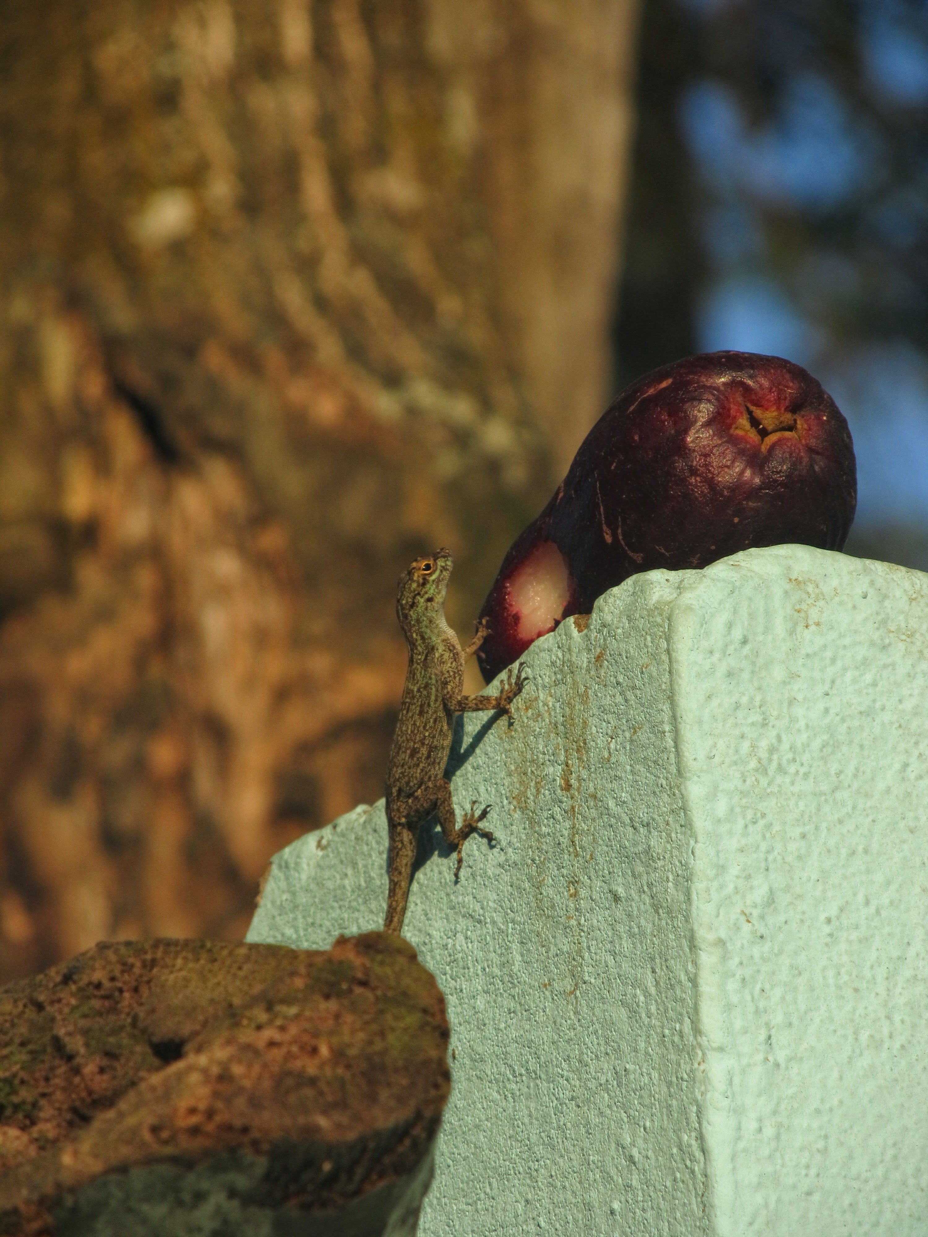 Dominikańska Kawa (Dominikana z plecakiem #41)