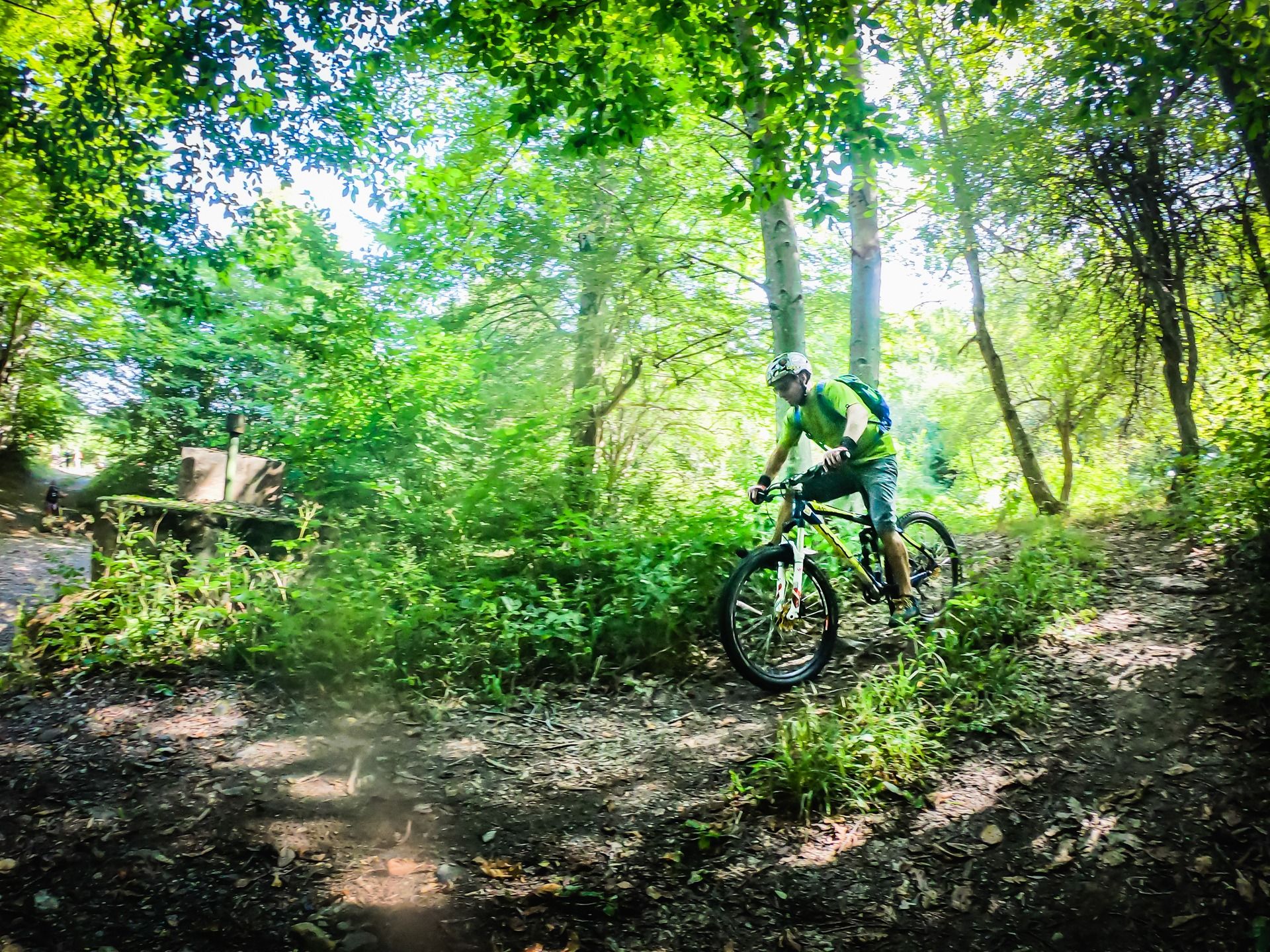 Strandzha Forest around Brashlyan village
