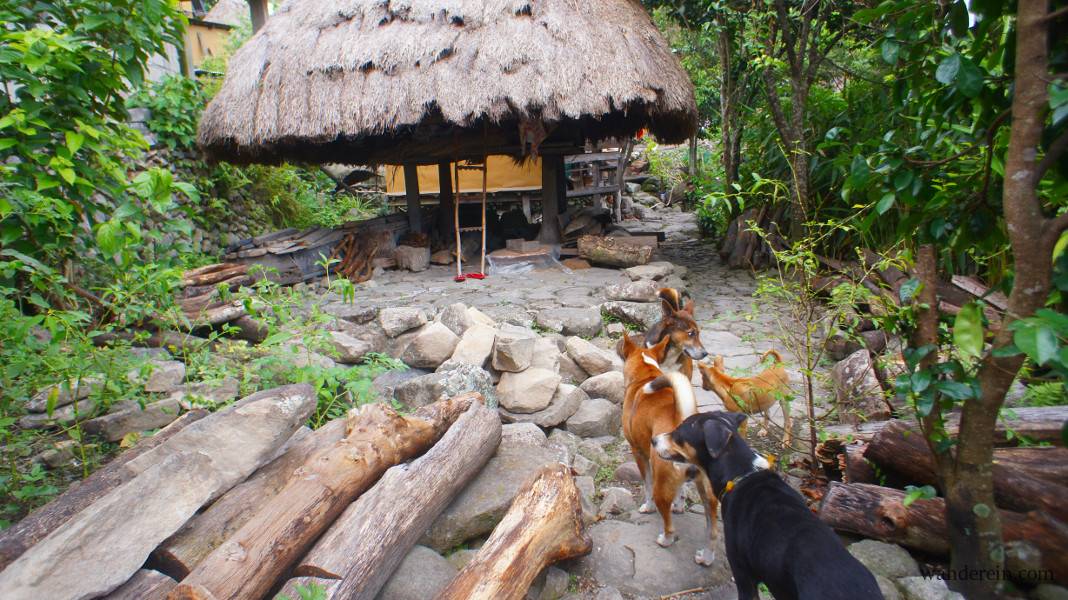 Meet the Guide Dogs of Batad Rice Terraces