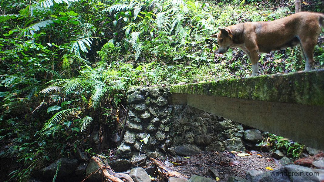 Brownie, our dog tour guide, waits on us while we rest by the spring water