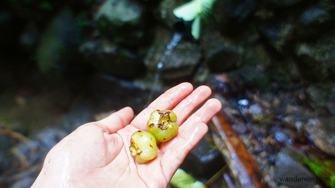 edible wild fruit, i forgot the local name but it's sweet but has a sour skin